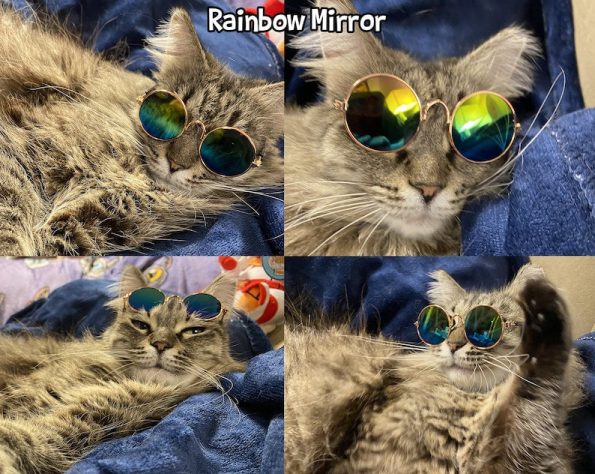 Cat Sized Sunglasses